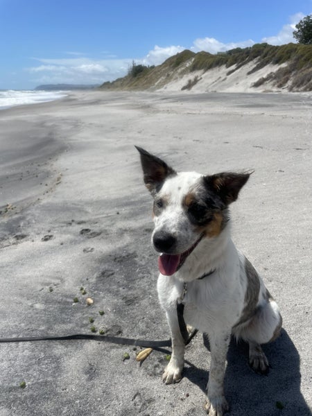 Border Collie x Blue Heeler - Clover Carousel 1