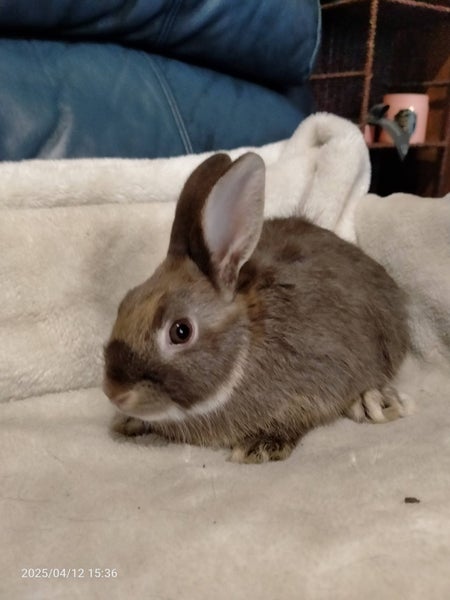 Pet bunnies Carousel 1