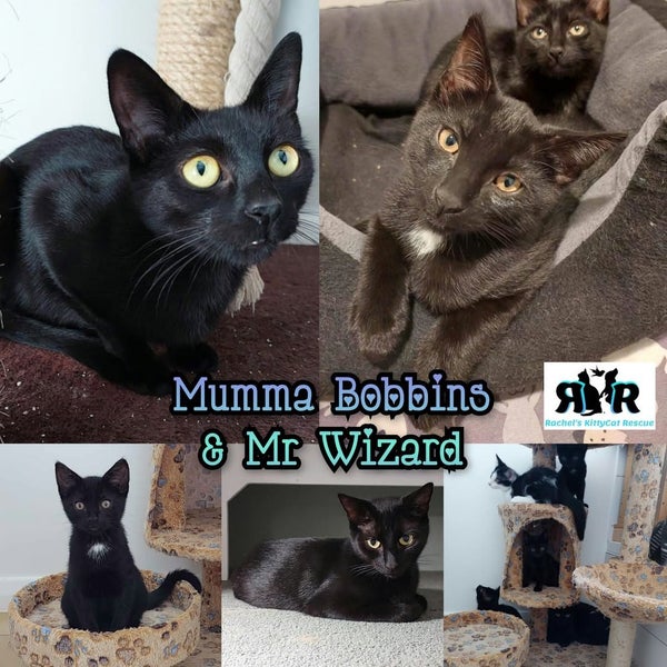 Mumma Bobbins & Wizard - Rachel's KittyCat Rescue Carousel 1
