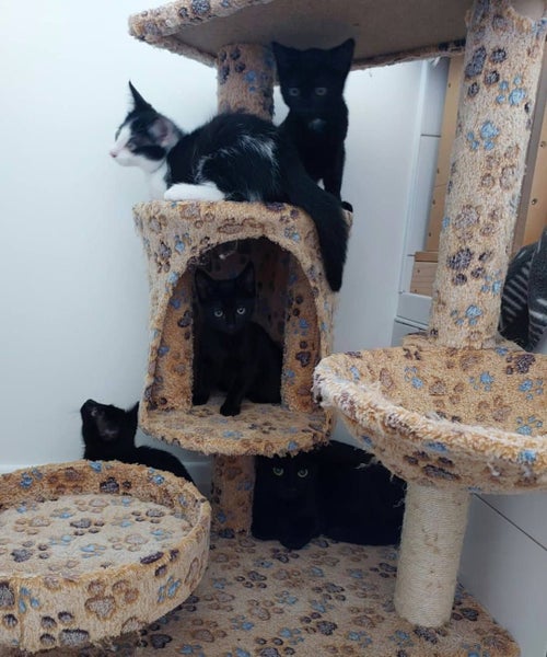 Mumma Bobbins & Wizard - Rachel's KittyCat Rescue Carousel 2