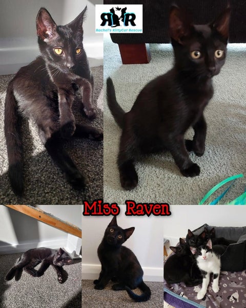 Miss Raven - Rachel's KittyCat Rescue Carousel 1
