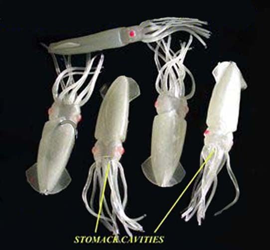 Mega Snapper Giant Squids x 10 Carousel 1