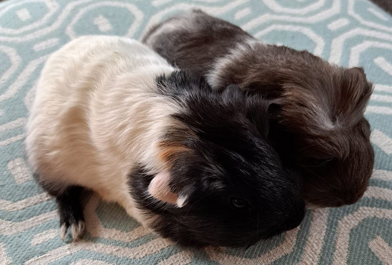 gorgeous long haired guinea pigs Carousel 1