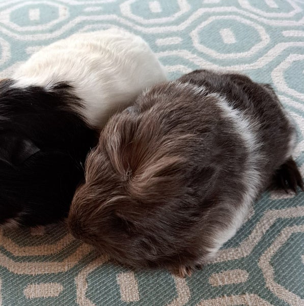 gorgeous long haired guinea pigs Carousel 2