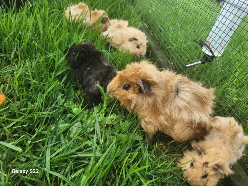 Baby Abyssinian Guinea Pig x5 Carousel 2