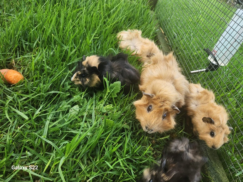 Baby Abyssinian Guinea Pig x5 Carousel 1