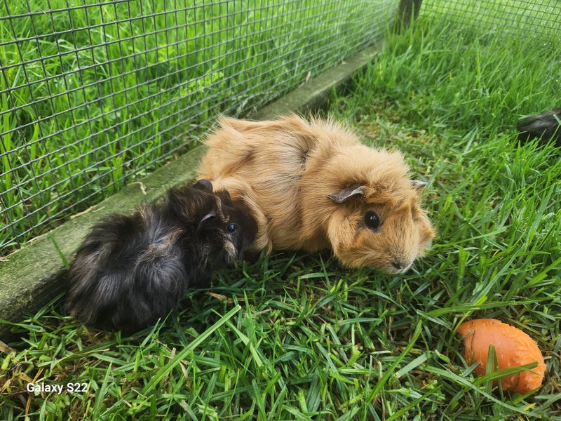 Baby Abyssinian Guinea Pig x5 Carousel 4