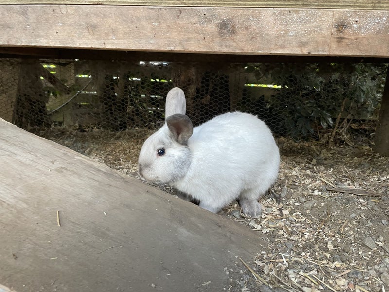 Mini Lop Bunny Carousel 1