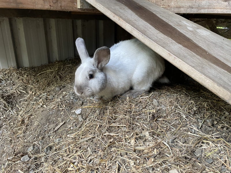 Mini Lop Bunny Carousel 2