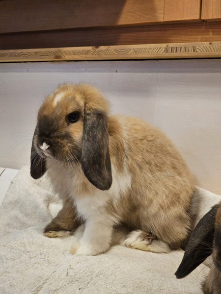 Minilop Rabbits Carousel 4