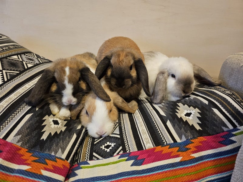 Minilop Rabbits Carousel 1