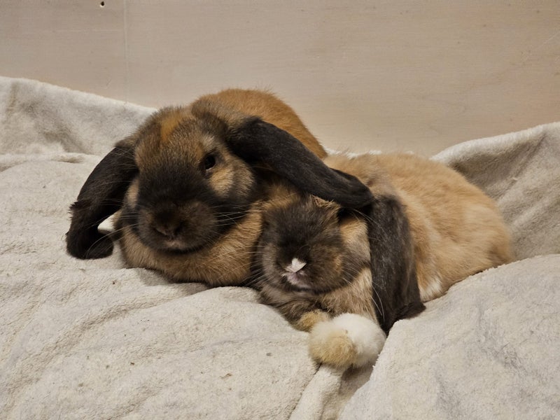Minilop Rabbits Carousel 2