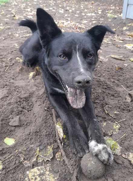 Thorn - DOGWATCH dog rescue & rehoming Carousel 2
