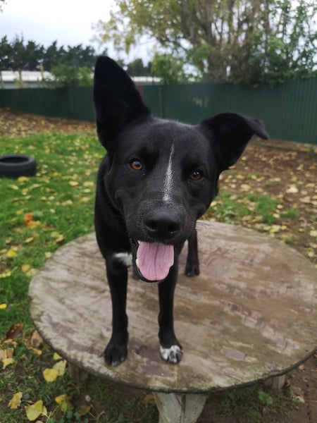 Thorn - DOGWATCH dog rescue & rehoming Carousel 5