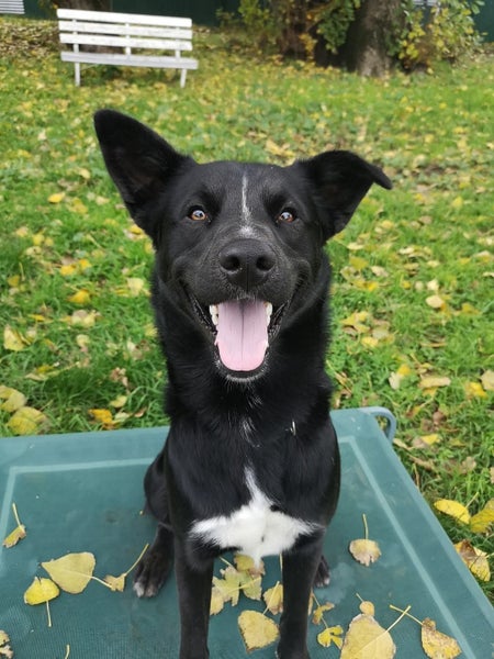 Thorn - DOGWATCH dog rescue & rehoming Carousel 1