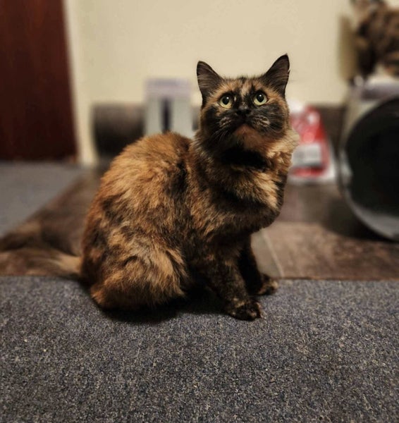 Rescue Cat Ivy Carousel 2