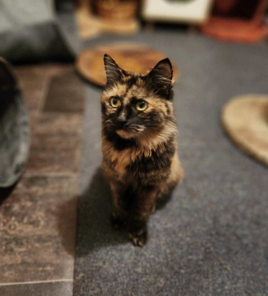 Rescue Cat Ivy Carousel 1