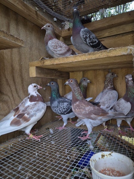 Racing Pigeons Carousel 1