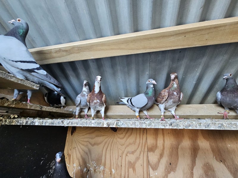 Racing Pigeons Carousel 7