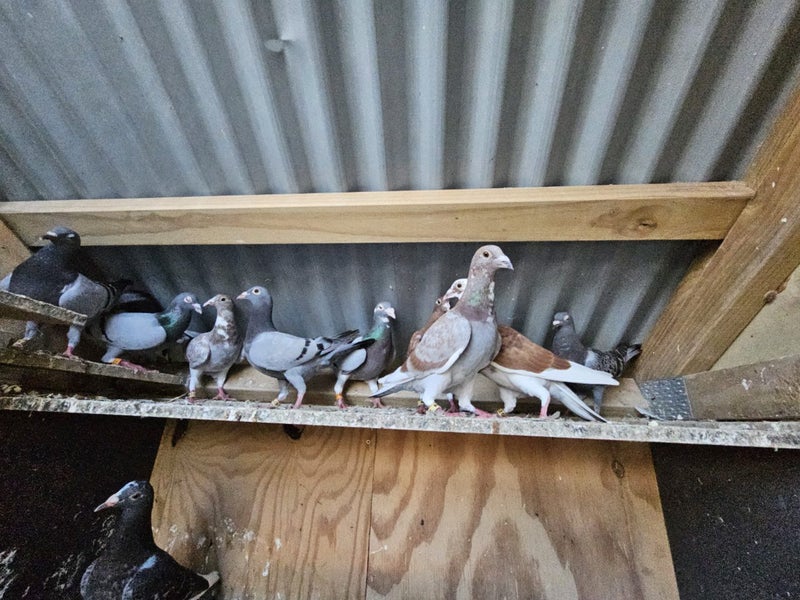Racing Pigeons Carousel 2