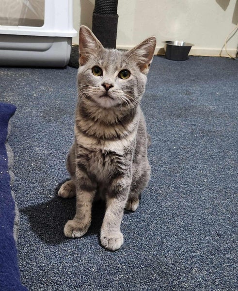 Rescue Kitten Midas Carousel 1