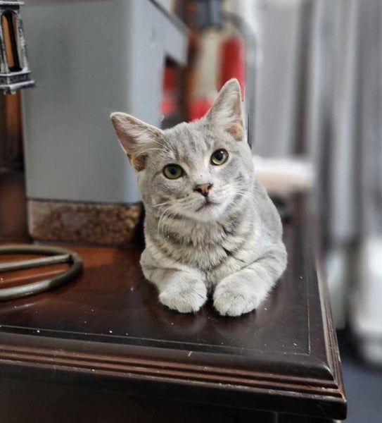 Rescue Kitten Midas Carousel 2