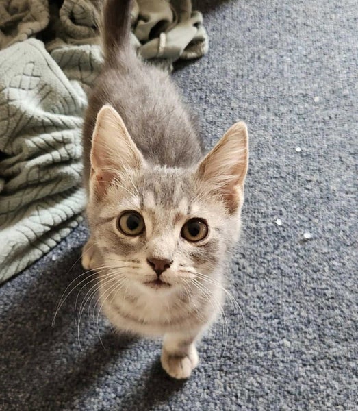 Rescue Kitten Anton Carousel 1