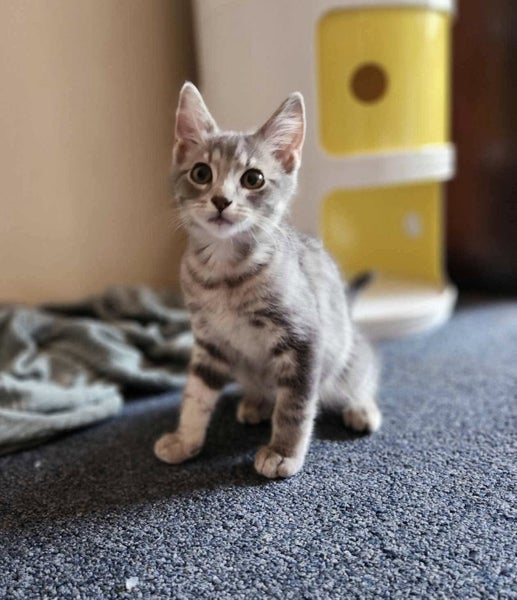 Rescue Kitten Anton Carousel 2