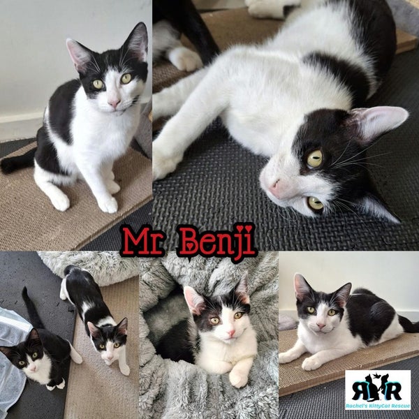 Mr Benji - Rachel's KittyCat Rescue Carousel 1