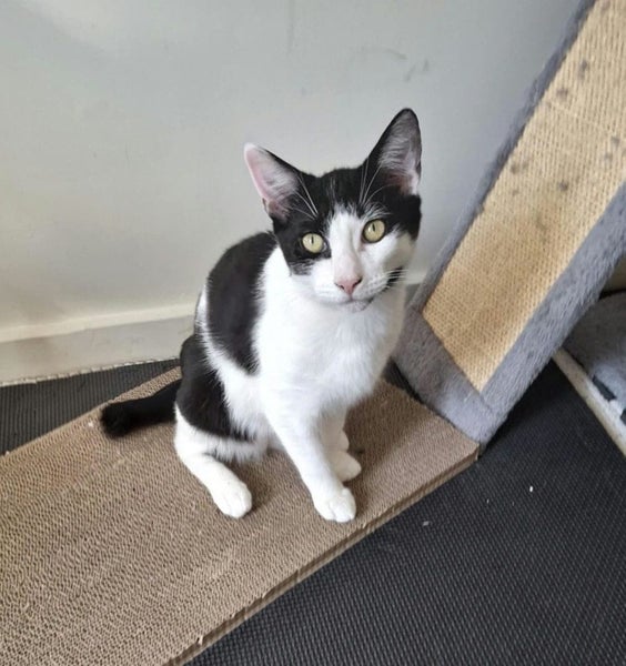 Mr Benji - Rachel's KittyCat Rescue Carousel 2