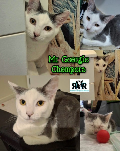 Mr Georgie - Rachel's KittyCat Rescue Carousel 1