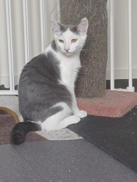 Mr Georgie - Rachel's KittyCat Rescue Carousel 2