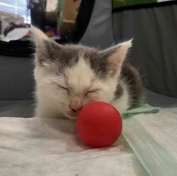 Mr Georgie - Rachel's KittyCat Rescue Carousel 10