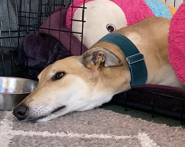 Louie - Gentle Greyhound with the softest eyes Carousel 1