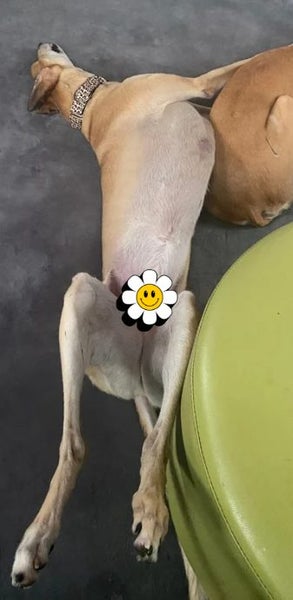 Louie - Gentle Greyhound with the softest eyes Carousel 16