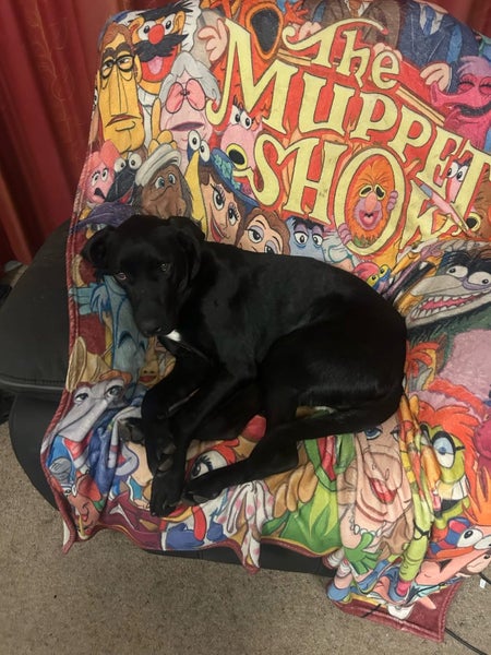 Dog free to a loving home Carousel 2