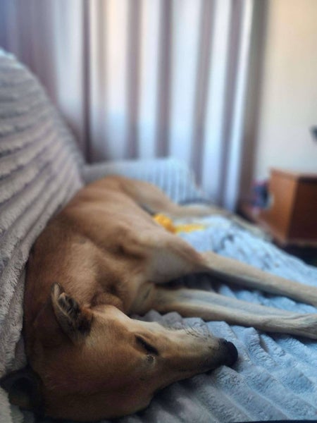 Louie - Gentle Greyhound with the softest eyes Carousel 10