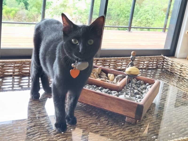 CAT RESCUE CHCH - Ready For Adoption Louis Vuitton Carousel 1