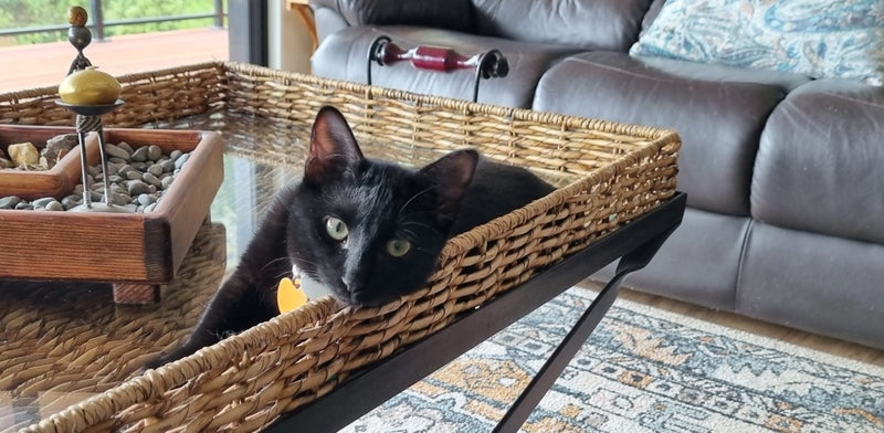 CAT RESCUE CHCH - Ready For Adoption Louis Vuitton Carousel 2