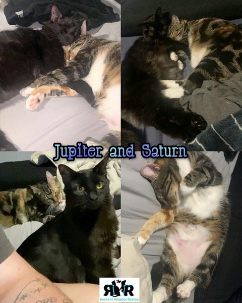 Miss Saturn & Mr Jupiter - Rachel's KittyCat Rescue Carousel 1