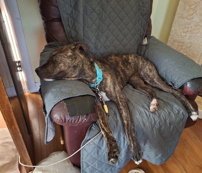 Sunny - Staffy X Carousel 2