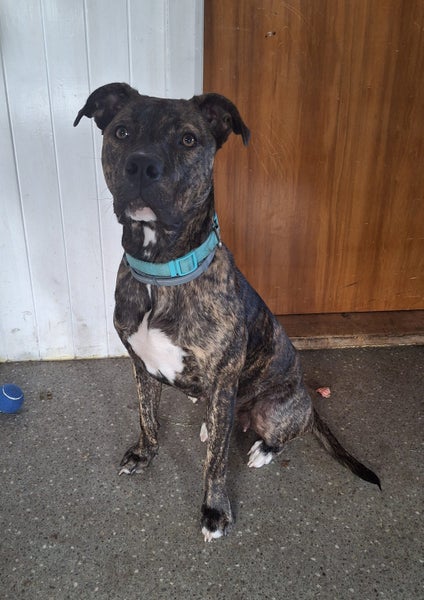 Sunny - Staffy X Carousel 1