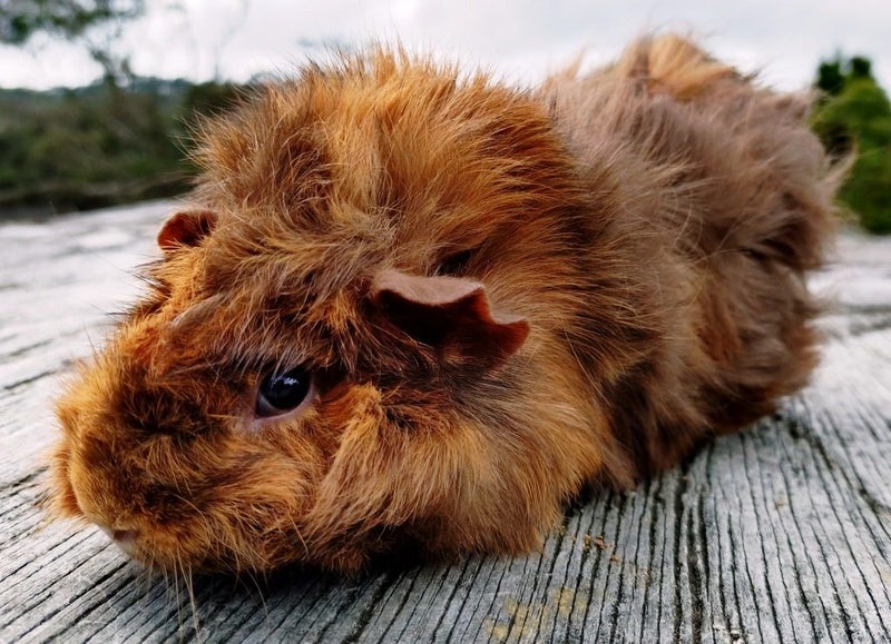 Guinea Pigs, Attractive and Healthy Carousel 2