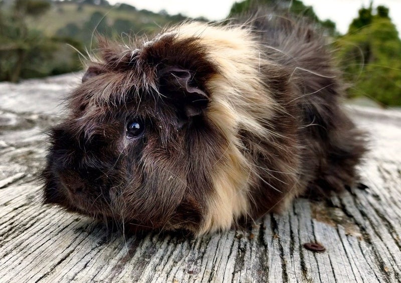 Guinea Pigs, Attractive and Healthy Carousel 4