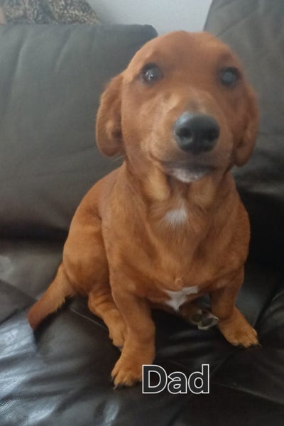 Dachshund X Puppies Carousel 2