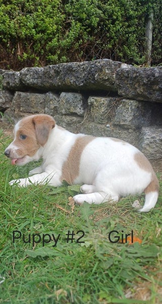 Dachshund x Jack Russell puppies Carousel 4