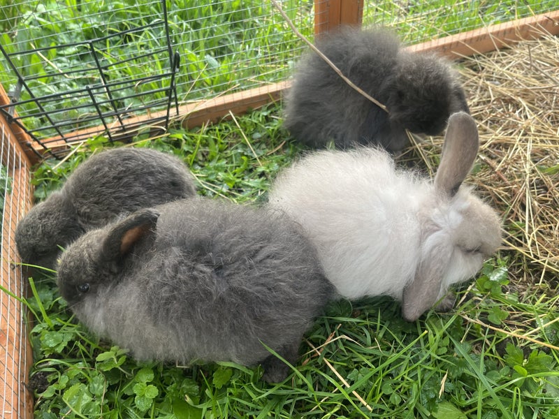Gorgeous minilop bunnies Carousel 1