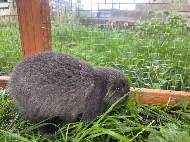 Gorgeous minilop bunnies Carousel 8
