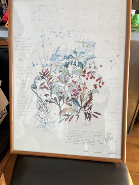 Nz art Nz native plants by Joyce Blake . Carousel 2