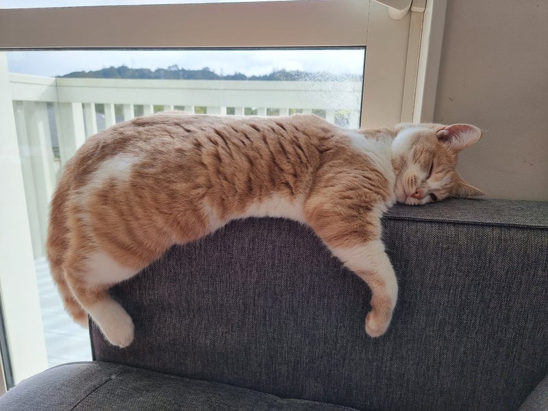 2.5yr old light ginger female Carousel 2